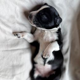 Coral - Black & white female Australian Shepherd puppy in Newton, Mississippi from Bright Star Aussies