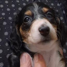 CC - Piebald female Dachshund puppy in Bangs, Texas from Lickin'bach Miniature Dachshunds