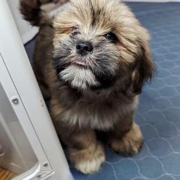 Man O' War - Brown male Lhasa Apso puppy in Jefferson, New York from Absolute Lhasa Love