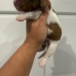 Blitzen - Chocolate male Dachshund puppy in Fort Myers, Florida from Lady Margery’s Dachshunds