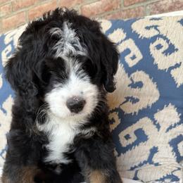 Bernedoodle Puppies from Palmetto Bernedoodles Boutique