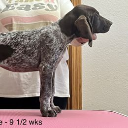 Laramie - German Shorthaired Pointer puppy in Walford, Iowa from Wild Rose GSP's