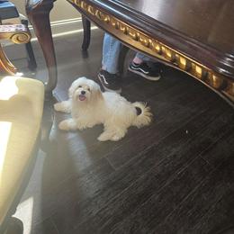 Givenchy - White male Maltipoo puppy in Washington from Mt.BakerPoodles&Doodles