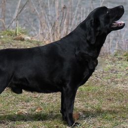 Labrador Retrievers from Leesville Labradors