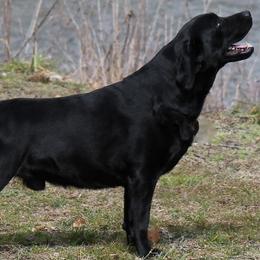 Labrador Retrievers from Leesville Labradors