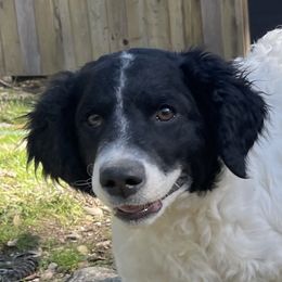 Apollo - White Portuguese Water Dog puppy in Salyer, California from Farallon PWDs