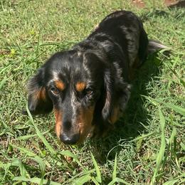 Dansby - Dachshund
