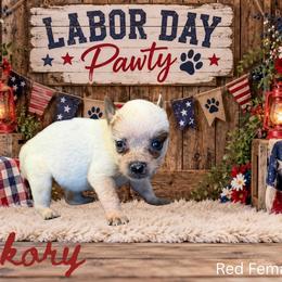 Hickory - Red mottled female Australian Cattle Dog puppy in Oronogo, Missouri from Dutton's Show Me Farms
