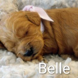 Cockapoo puppies from Janet's Cockapoos