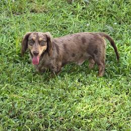 Maui - Dachshund