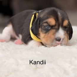 Kandii - Black tan and white female Beagle puppy in Mansfield, Missouri from Rippee Creek Kennel