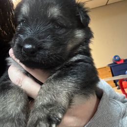 Lurch- Green Collar - Black and tan male German Shepherd puppy in Barnhart, Missouri from Combat Creek German Shepherds