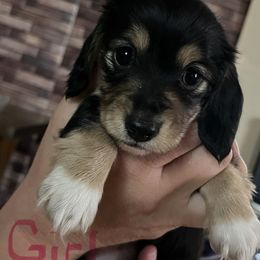 Girl - Piebald female Dachshund puppy in Townsend, Montana from Rocky Mountain Wieners