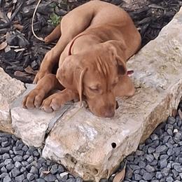 Vizsla Puppies from Mariposa Vizslas
