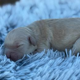 Ladybug - Cream female Goldendoodle puppy in Ambrose, Georgia from Brandilyn's Aussies