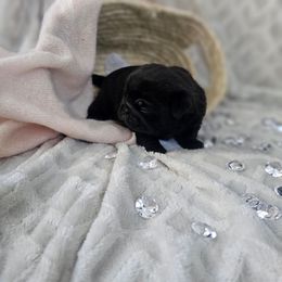 Dandy - Black male Pug puppy in Tuscola, Illinois from Dream on puppies