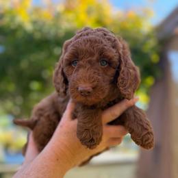 Groot - Red  female Goldendoodle puppy in San Jose, California from Red White and Doodle