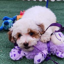 Tanner - Parti male Goldendoodle puppy in Los Molinos Ca, California from Sunshine Sanctuary Doodles