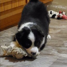 Autumn - Black tri female Miniature Australian Shepherd puppy in Findlay, Ohio from RStar Aussies