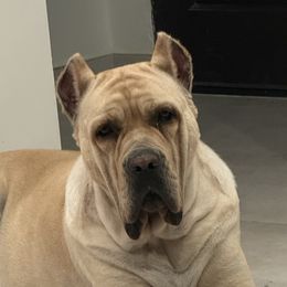 Cane Corso and Poodles from Viceroy Corsos