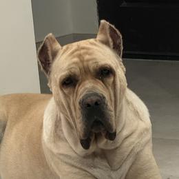 Cane Corso and Poodles from Viceroy Corsos