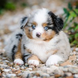 Toy Australian Shepherd Puppies from No Limit Ranch Miniature and Toy Australian Shepherds