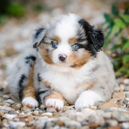 Toy Australian Shepherd Puppies from No Limit Ranch Miniature and Toy Australian Shepherds
