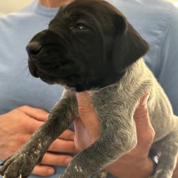 Jake - Black roan male German Shorthaired Pointer puppy in Enfield, North Carolina from Fishing Creek GSP