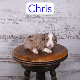 Chris - Red merle male Assorted Doodle Crosses puppy in Calhoun, Georgia from Happy Top Doodles