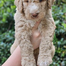 Goldendoodle, Old English Sheepdog, Poodle, Schnoodle, and Sheepadoodle Puppies from For the LOVE of Poodles and Doodles