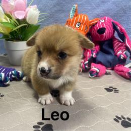 Leo - Red male Pembroke Welsh Corgi puppy in Apison, Tennessee from Ashmore Corgis