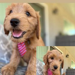 Walker - Red  male Goldendoodle puppy in Pine Grove, California from Lundee Doodles