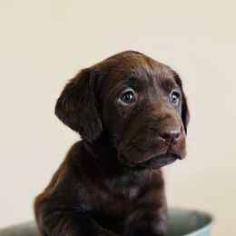 Dilute Retriever and Labrador Retriever Puppies from CKB Labradors