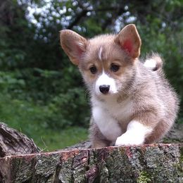 Cara - Pembroke Welsh Corgi puppy in Unionville, Missouri from Roger That Corgi