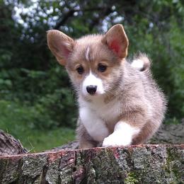 Cara - Pembroke Welsh Corgi puppy in Unionville, Missouri from Roger That Corgi