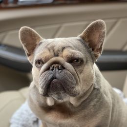 Rae - French Bulldog