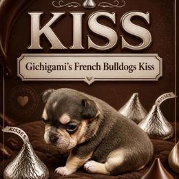 Kiss - Tricolors female French Bulldog puppy in Boyne City, Michigan from Gichigami French Bulldogs