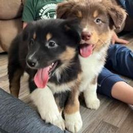 Aussiedoodle, Australian Shepherd, Poodle, Shihpoo, and Shih Tzu Puppies from Rockiń N Kennel