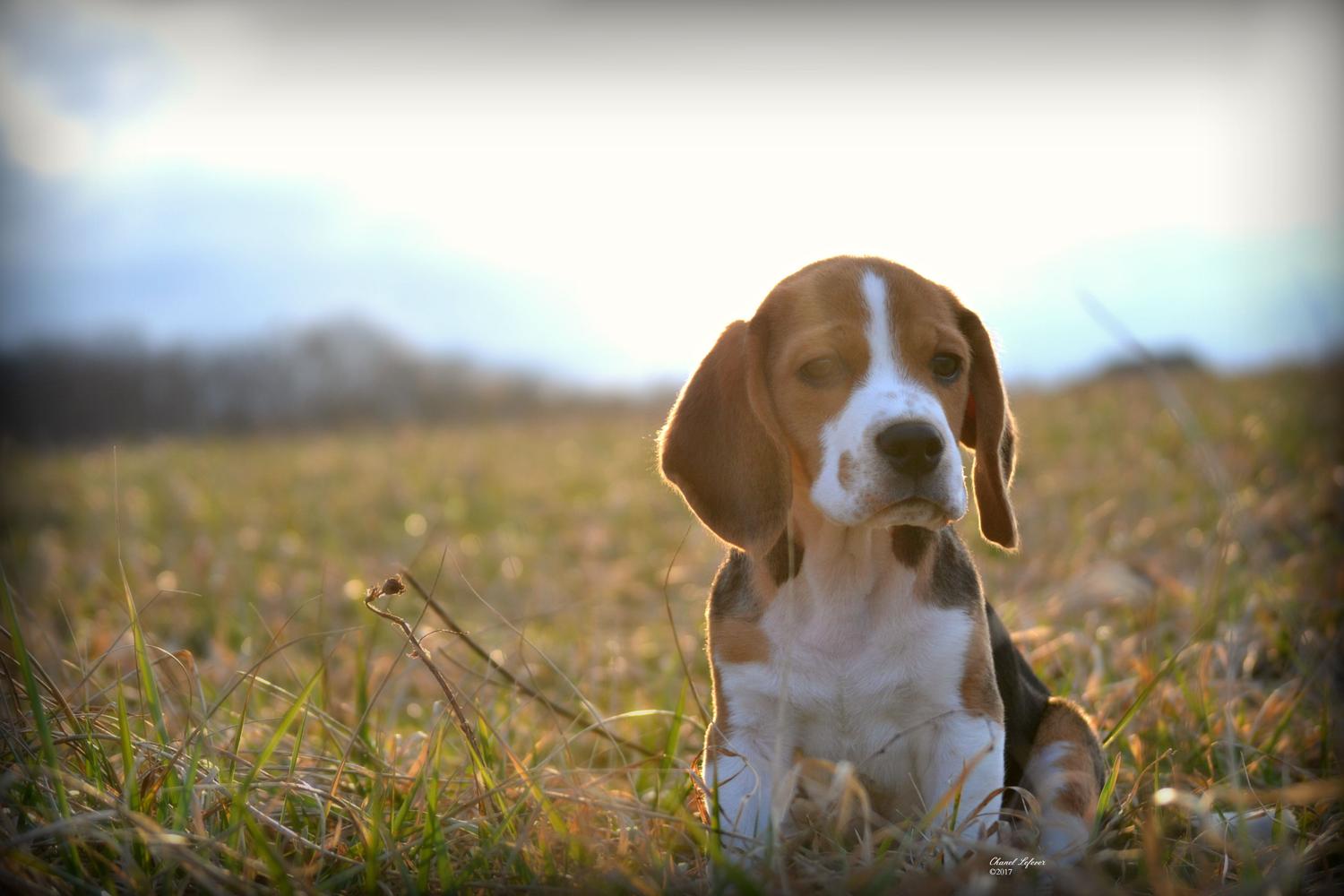 Beagle puppy sits in a field.