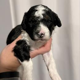 Grinch - Tri-color male Cavapoo puppy in Spokane, Washington from Treasured Cavaliers of the Pacific Northwest