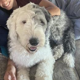 Milly - Old English Sheepdog