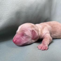 Sugar - Cream female Dachshund puppy in Spring Creek, Nevada from Hobby Horse Mini Doxies