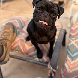 Oreo - Pug