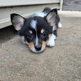 Purple - Black and tan female Pembroke Welsh Corgi puppy in Necedah, Wisconsin from The 6Ks Paws and Hobbies