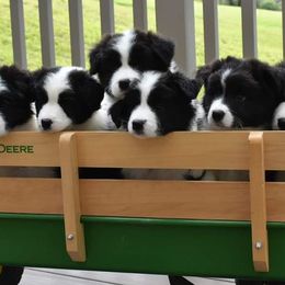 Border Collies from Fair Haven Farms