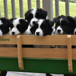 Border Collies from Fair Haven Farms
