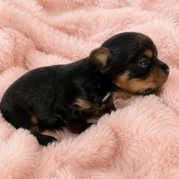 Elsa - Black and tan female Yorkshire Terrier puppy in Phil Campbell, Alabama from MagnoliaYorkies
