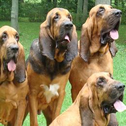 Bloodhounds and Border Terriers from Wychway - Crown Bloodhounds & Border Terriers