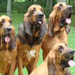 Bloodhounds and Border Terriers from Wychway - Crown Bloodhounds & Border Terriers