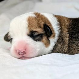 Peppermint Patty - Sable and white female American Corgi puppy in Clarksville, Tennessee from Cold Creek Family Farm LLC